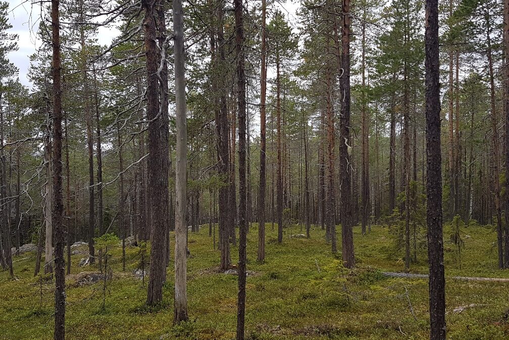 Skogsbondens död hotar när Staten spelar Svälta Räv  med skogsbruket
